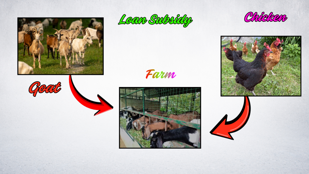 Goat And Chicken Farm Loan Subsidy
